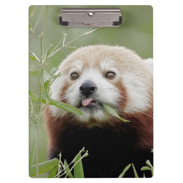 Clipboard  Photo red panda , animals. (Front)
