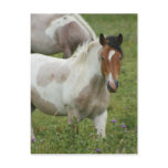 Clipped Paint Horse Postcard
