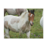 Clipped Paint Horse Postcard