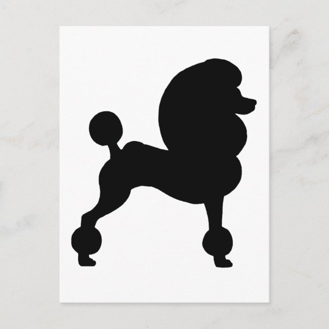 Clipped Standard Poodle Postcard (Front)