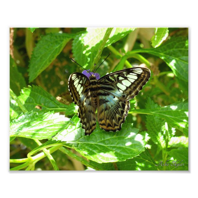Clipper Butterfly Photo Print (Front)