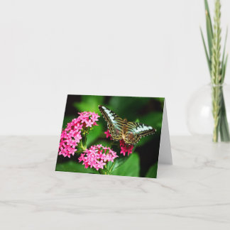 Clipper on Pentas 1 Card
