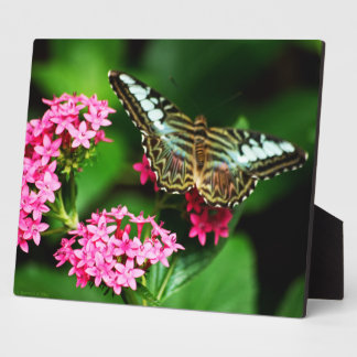 Clipper on Pentas 1 Plaque