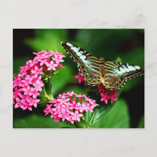 Clipper on Pentas 1 Postcard