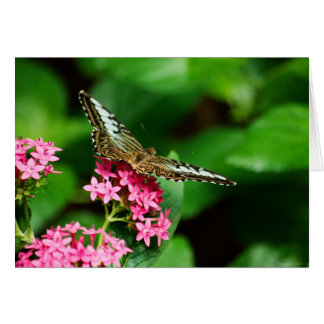 Clipper on Pentas 2 Card