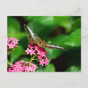Clipper on Pentas 2 Postcard