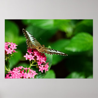 Clipper on Pentas 2 Print