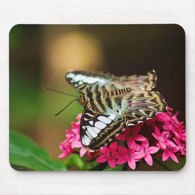 Clipper on Pentas 3 Mousepad (Front)