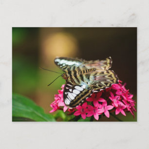 Clipper on Pentas 3 Postcard