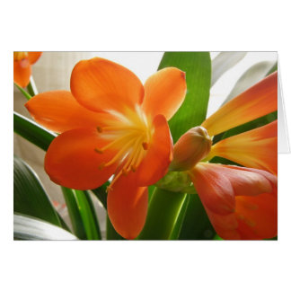 Clivia #1 cards