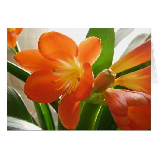 Clivia #1 cards (Front Horizontal)