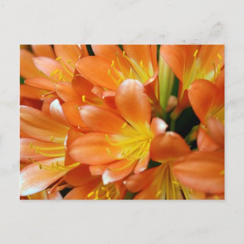 Clivia Miniata Postcard