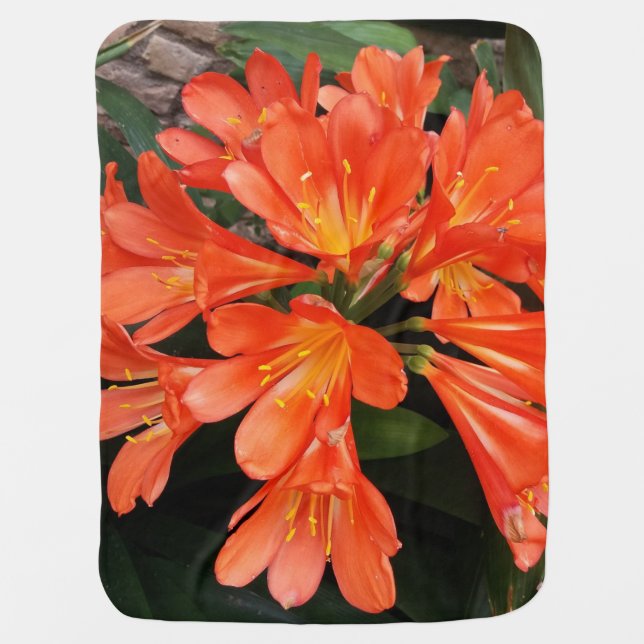 Clivia Miniata - The Orange Beautiful Flower Baby Blanket (Front)