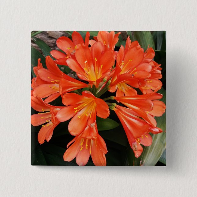 Clivia Miniata - The Orange Beautiful Flower Button (Front)