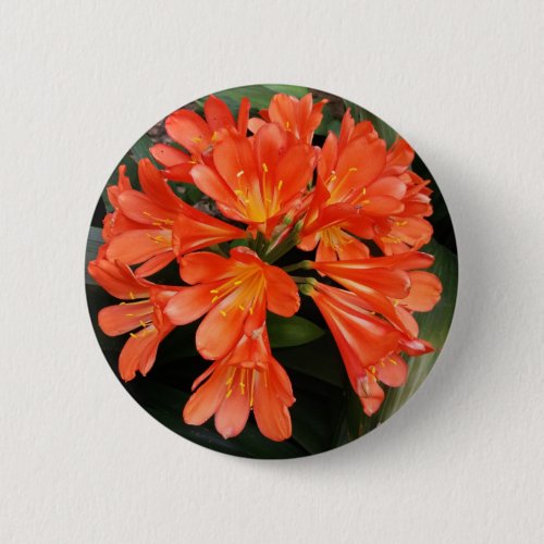 Clivia Miniata _ The Orange Beautiful Flower Button