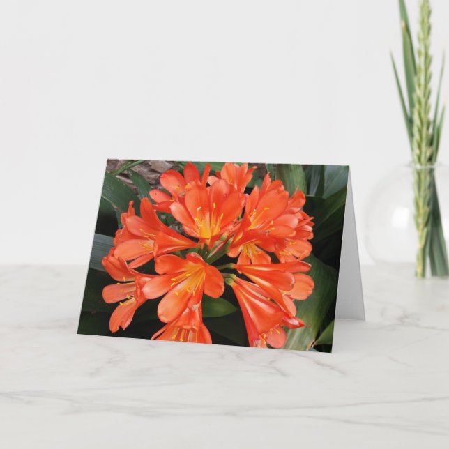 Clivia Miniata - The Orange Beautiful Flower Card (Front)