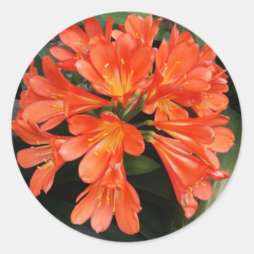 Clivia Miniata _ The Orange Beautiful Flower Classic Round Sticker