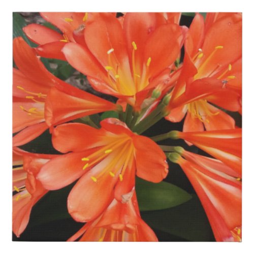 Clivia Miniata _ The Orange Beautiful Flower Faux Canvas Print