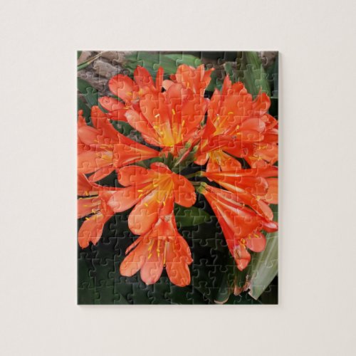 Clivia Miniata _ The Orange Beautiful Flower Jigsaw Puzzle