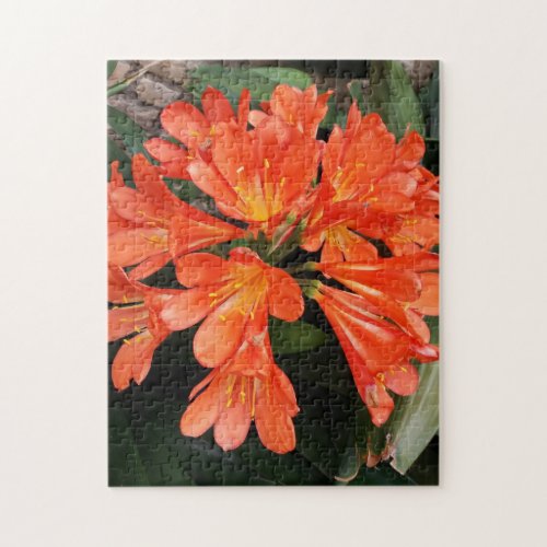 Clivia Miniata _ The Orange Beautiful Flower Jigsaw Puzzle