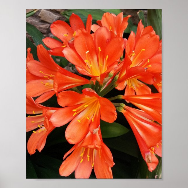 Clivia Miniata - The Orange Beautiful Flower Poster (Front)