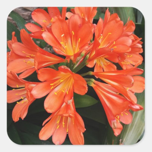 Clivia Miniata _ The Orange Beautiful Flower Square Sticker