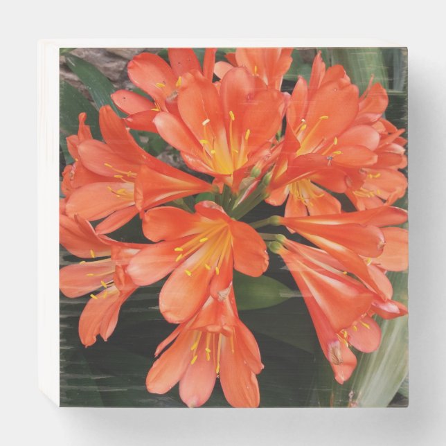 Clivia Miniata - The Orange Beautiful Flower Wooden Box Sign (Front Horizontal)