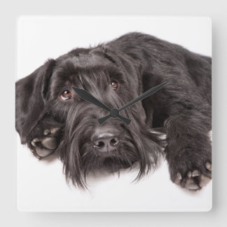 Clock Giesenschnauzer