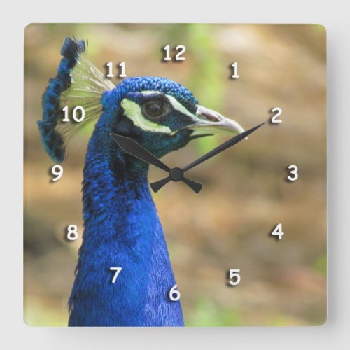 Clock _ Peacock Portrait