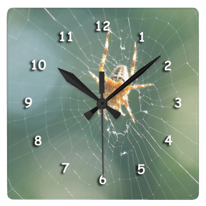 big clock spider