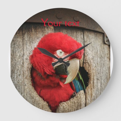 Clock with green wing macaw parrot in barrel