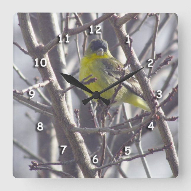 Clock - Yellow Finch in Branches (Front)