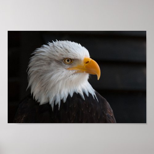 Close Photography of Bald Eagle Poster