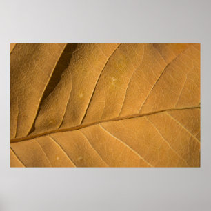Close-up abstract dry leaf texture backgroundabstr poster