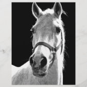 Close-up Black White Horse in Night (Front)