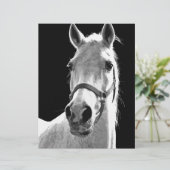 Close-up Black White Horse in Night (Standing Front)