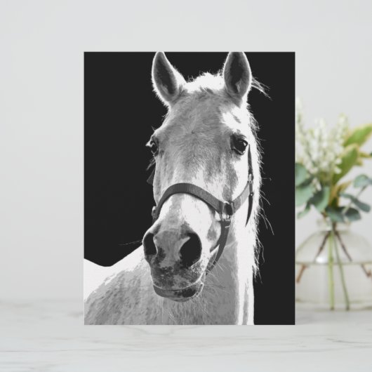 Close-up Black White Horse in Night (Standing Front)