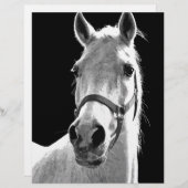 Close-up Black White Horse in Night (Front/Back)