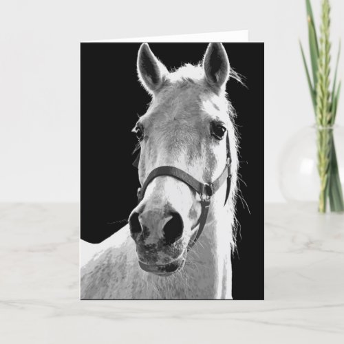 Close_up Black White Horse in Night Card