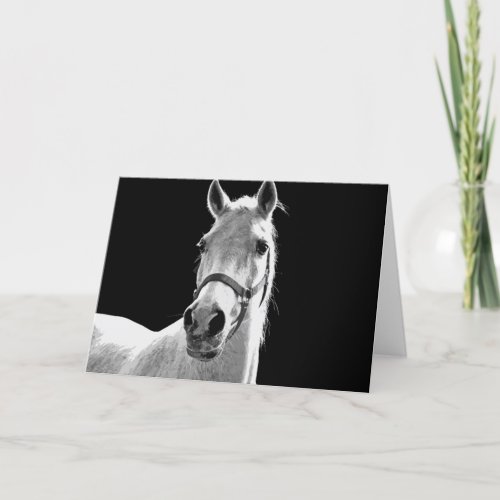 Close_up Black White Horse in Night Card