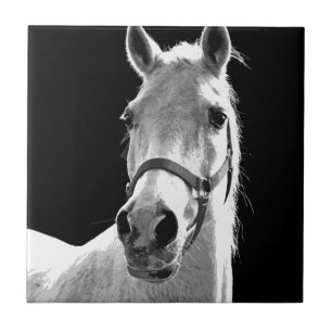 Close-up Black White Horse in Night Tile