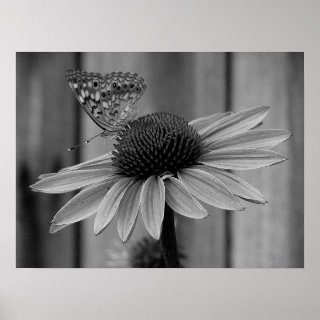 Close Up Butterfly Poster (Front)