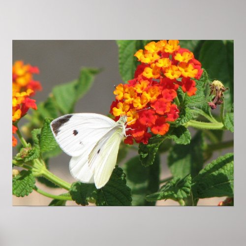 Close Up Butterfly Poster