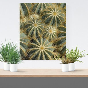 Close Up Cactus Parodia Magnifica Acrylic Art
