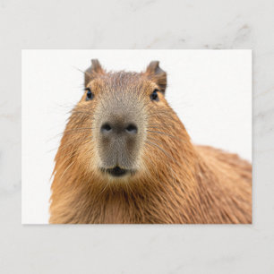 Close-Up Capybara Portrait Postcard