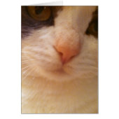 Close Up Cat with Pink Nose Card (Front)
