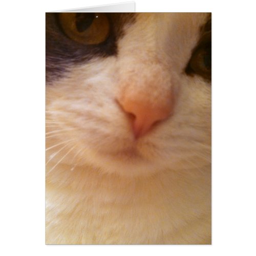 Close Up Cat with Pink Nose Card