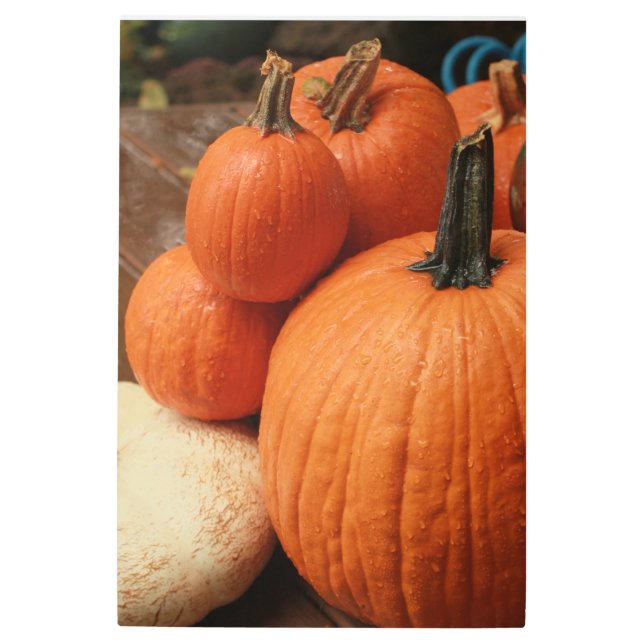 close up country pumpkins group metal print (Front)