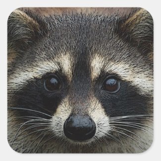 Close Up Cropped Face Raccoon Stare Square Sticker