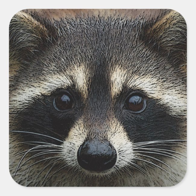 Close Up Cropped Face Raccoon Stare